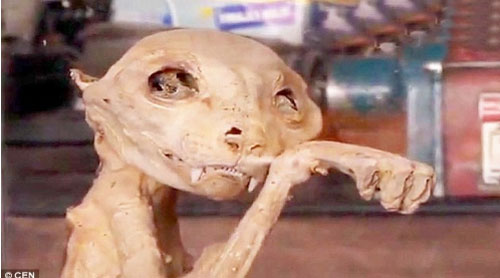 Xác ướp quái thú bí ẩn được tìm thấy ở Thổ Nhĩ Kỳ