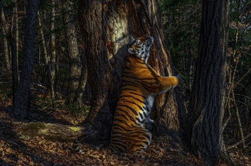 Bức ảnh hổ ôm cây đẹp tựa tranh vẽ