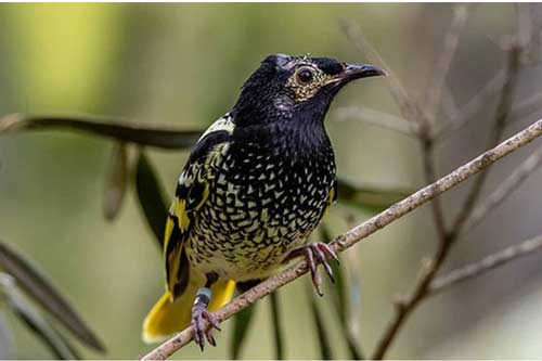 Loài chim quý hiếm đang đứng trên bờ vực tuyệt chủng vì quên mất cách gọi bạn tình trong mùa giao phối