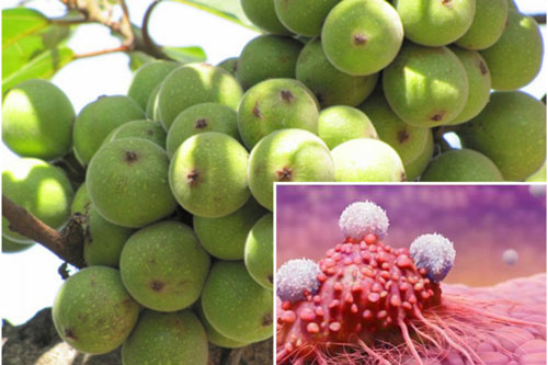 Ăn sung giúp bạn xóa sổ 5 bệnh ung thư quái ác, số 1 ai cũng phải bất ngờ