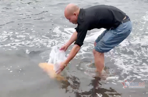 Người đàn ông ở Nghệ An thả con cá mú hoàng kim tiền tỷ về với biển