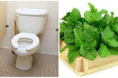 Đặt bó rau bạc hà trong nhà vệ sinh công dụng cực kỳ thần thánh, ai cũng nên biết
