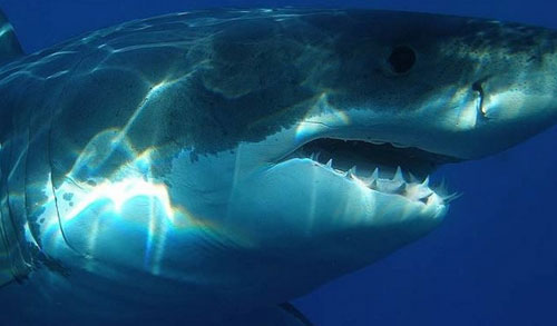 Bí ẩn về loài cá mập khổng lồ thời tiền sử