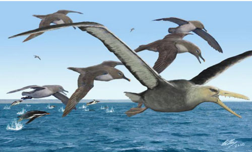 Loài chim khổng lồ có răng từng thống trị bầu trời Nam cực