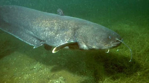 Quái vật hồ Loch Ness có thể chỉ là cá nheo