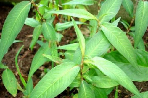 4 loại rau thơm khiến tử cung co bóp và thai nhi đau đớn mẹ không nên ăn