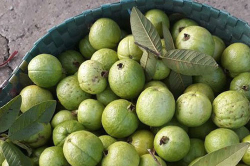 Quả ổi ngon bổ nhưng những người sau đây chớ đụng vào nếu không muốn rước độc vào cơ thể