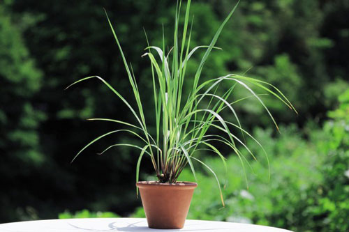 Nh&#x1EEF;ng lo&#x1EA1;i c&#xE2;y &#x111;u&#x1ED5;i mu&#x1ED7;i hi&#x1EC7;u qu&#x1EA3;, l&#x1EA1;i c&#x1EF1;c k&#x1EF3; an to&#xE0;n cho b&#xE9;