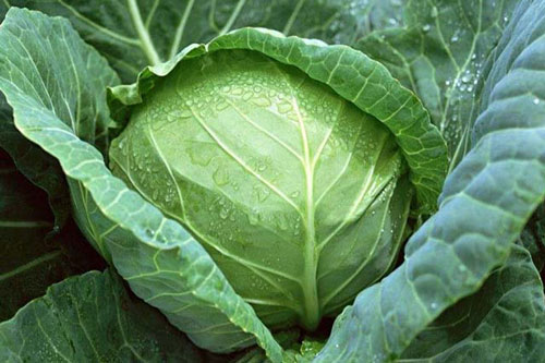 4 loại rau xanh chống ung thư cực chuẩn, vừa ngon vừa rẻ nhưng nhiều người Việt vẫn bỏ qua