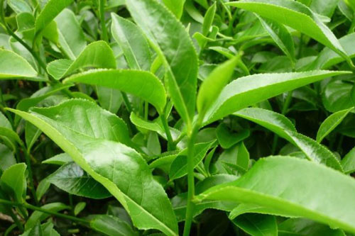 Lá trà xanh giúp da đẹp mịn màng cực nhanh