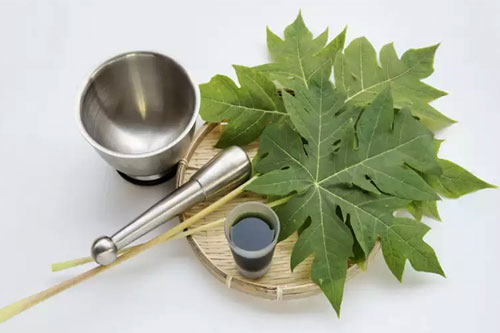 Những lợi ích tuyệt vời của lá đu đủ, rất ít người biết mà tận dụng