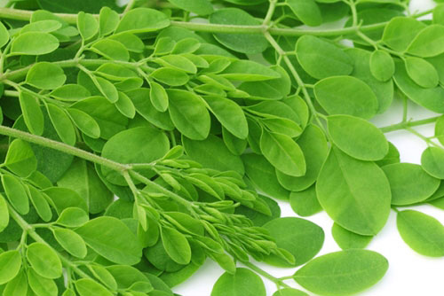 Rau chùm ngây: 'Thần dược' không phải ai cũng có thể ăn