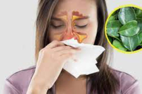 Loại lá rẻ tiền giúp trị viêm mũi, viêm xoang hiệu quả, cách làm rất đơn giản nhưng không phải ai cũng biết