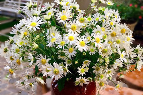 Bỏ 1 thìa gia vị này vào bình nước giúp cúc hoa mi tươi lâu hơn, cả tuần không héo