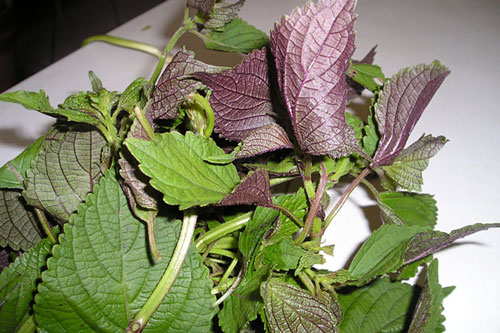 Tác dụng quý giá của lá tía tô, nhiều người vẫn không biết tận dụng