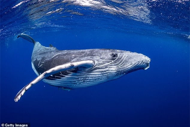 Phát hiện mới thú vị về cá voi: Từng sống trên cạn, ăn thịt và đi bằng 4 chân - Ảnh 4.