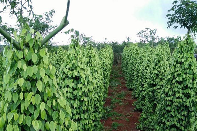 Thúc đẩy sản xuất và thương mại hồ tiêu bền vững