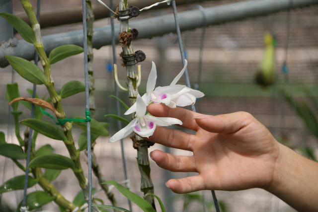 Sự thật gây sốc đằng sau vài tỷ đồng/kie, cả trăm tỷ đồng/cây lan đột biến