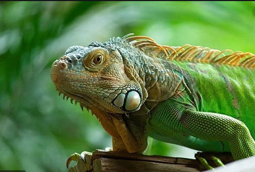 Sở thích quái đản của loài thằn lằn Nam Mỹ