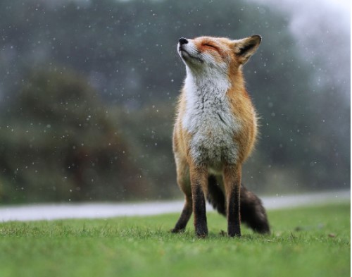 Thư giãn với những khoảnh khắc siêu đáng yêu của động vật hoang dã