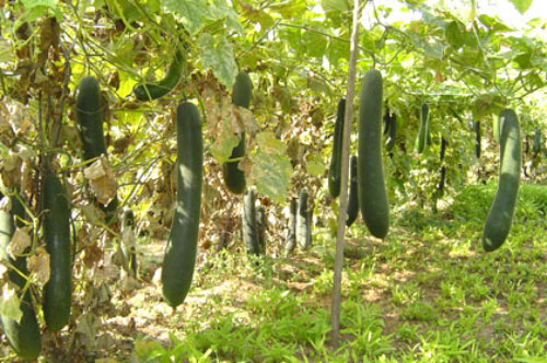 Bài thuốc dân gian chữa bệnh hiệu nghiệm từ bí đao