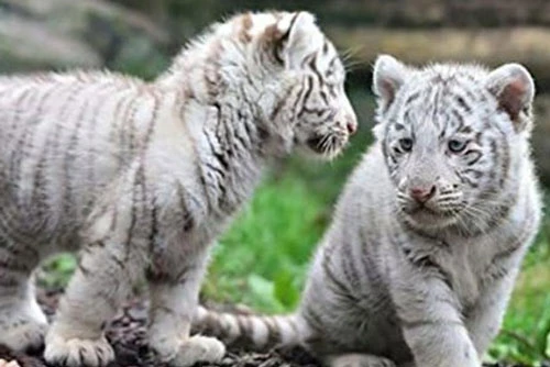 Cặp hổ trắng 11 tuần tuổi này đã chết ở vườn thú Lahore.