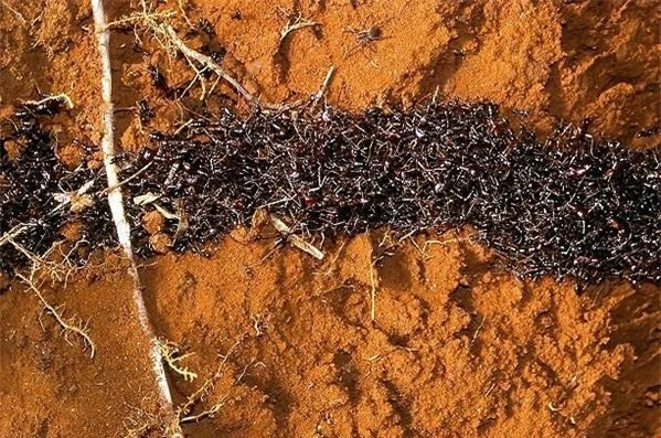 Loài kiến với quy tắc giao thông trên cả tuyệt vời ảnh 1