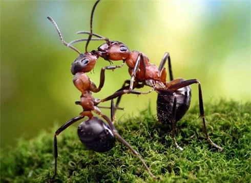 Loài kiến với quy tắc giao thông trên cả tuyệt vời ảnh 2