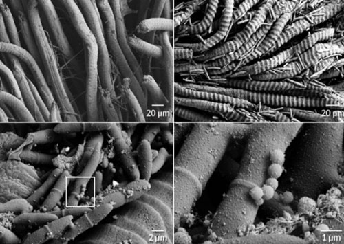 Loài nấm sát thủ ký sinh khiến kiến chết dần chết mòn trong đau đớn