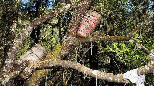 Mục đích ít ai biết của tục thụ táng trên cây