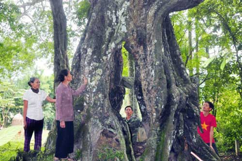 Chuyện lạ ở 'cây thị ăn thề' 700 năm rỗng gốc