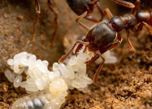 Loài kiến có bộ hàm 'quái vật', đóng mở nhanh gấp 5.000 lần một cái chớp mắt