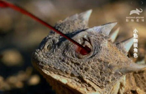 Độc chiêu bắn máu từ mắt hạ kẻ thù của thằn lằn gai