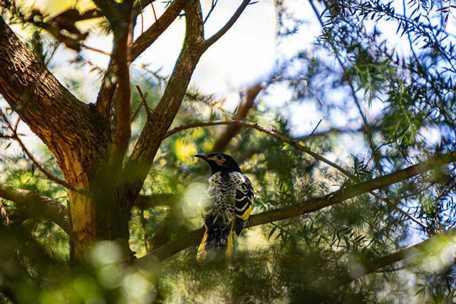 Loài chim quý hiếm có thể bị tuyệt chủng vì quên 'bài hát giao phối'