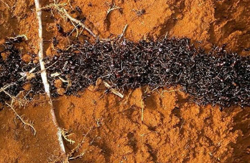 Loài kiến với quy tắc giao thông 'trên cả tuyệt vời'