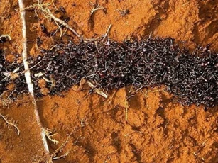 Loài kiến với quy tắc giao thông 'trên cả tuyệt vời'