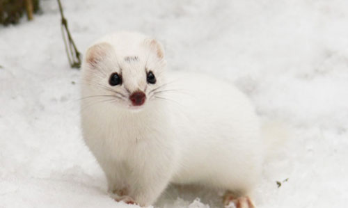 Những bức ảnh động vật đẹp mê hồn trên khắp thế giới