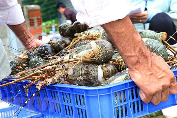 Tiêu thụ nông sản trong tình huống khẩn: Kích hoạt cơ chế hỗ trợ