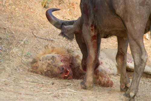 Sư tử nhận "cái kết đắng" sau trận chiến sinh tử với trâu rừng