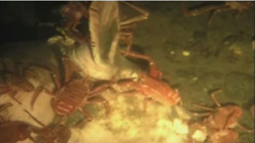 Quá trình xác chết phân hủy khi chìm dưới đại dương