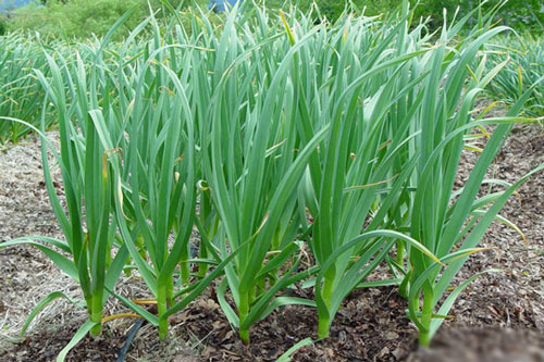 Hướng dẫn cách trồng cây tỏi tây siêu đơn giản ngay tại nhà