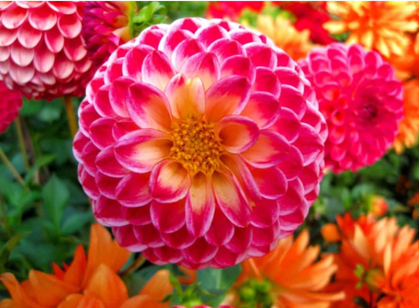 Ý nghĩa của các loài hoa, bạn có biết? 