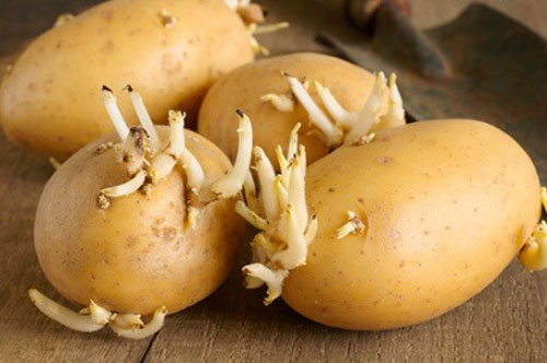 4 loại thực phẩm mọc mầm cực độc cho sức khỏe nhưng vẫn xuất hiện trong nhà bếp, độc nhất là loại thứ 3