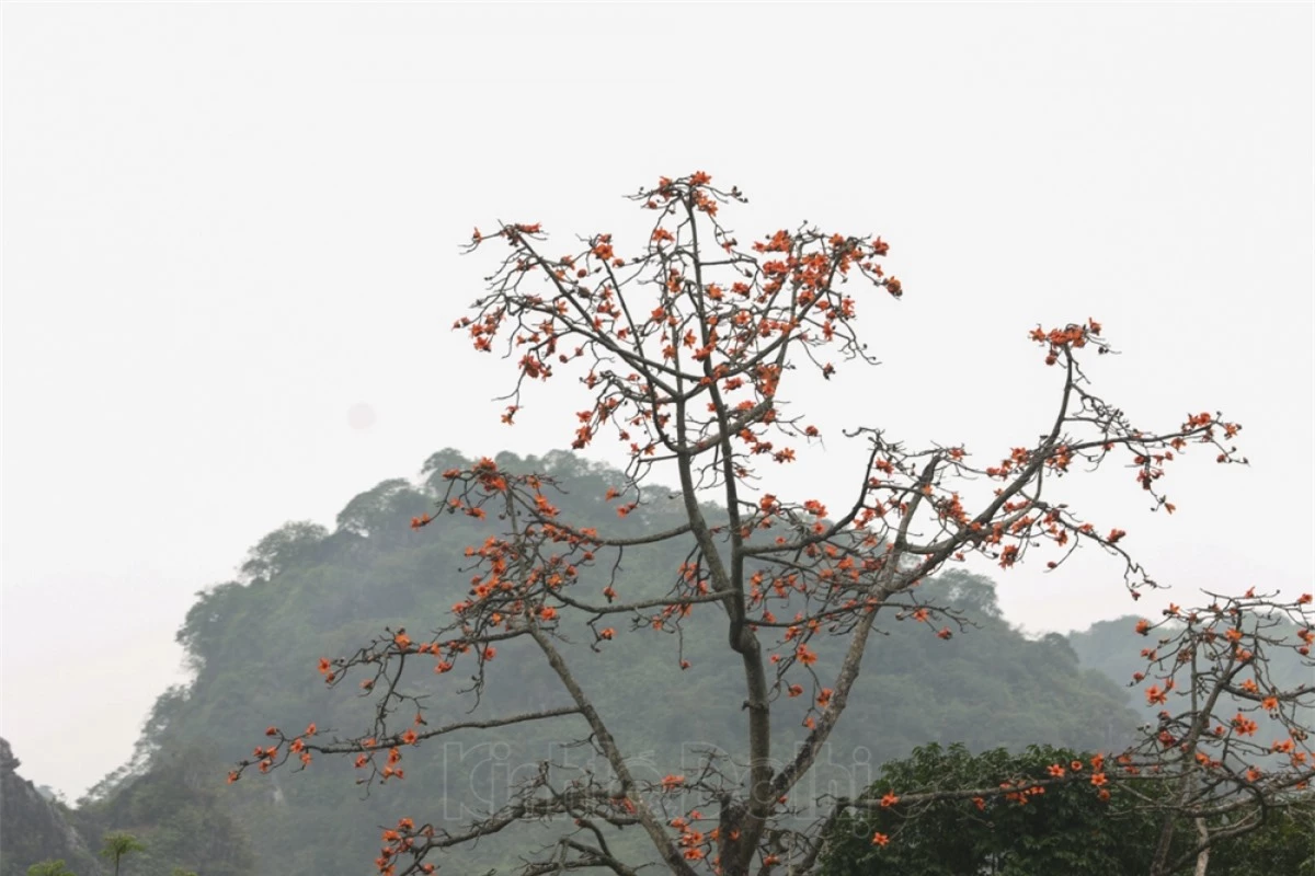 Hoa gạo cũng tạo nên khung cảnh hữu tình cho khu vực chùa Hương.