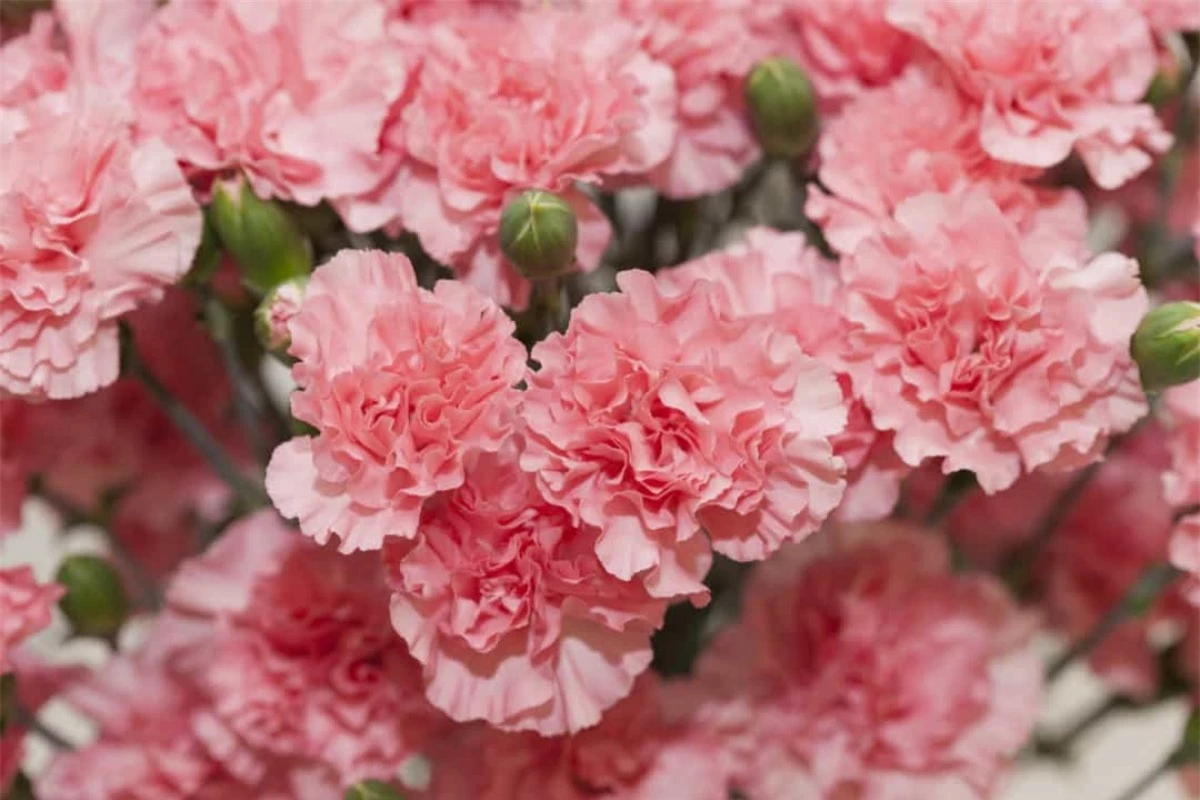 Hoa cẩm chướng: Hoa cẩm chướng từng đại diện cho những thông điệp mật được mã hóa thời Victoria. Ngày nay, loài hoa này thường xuất hiện trong Ngày của Mẹ hoặc lễ cưới.