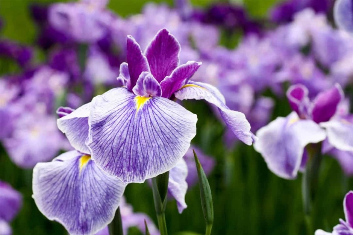 Hoa diên vĩ: Được đặt tên theo vị thần Hy Lạp Iris - nữ thần cầu vồng, cũng là người truyền tin của các vị thần Olympus, loài hoa này có nhiều ý nghĩa khác nhau nhưng nó thường được liên hệ với hoàng gia. Ngoài ra, hoa diên vĩ cũng đại diện cho sự tin tưởng và trí tuệ.