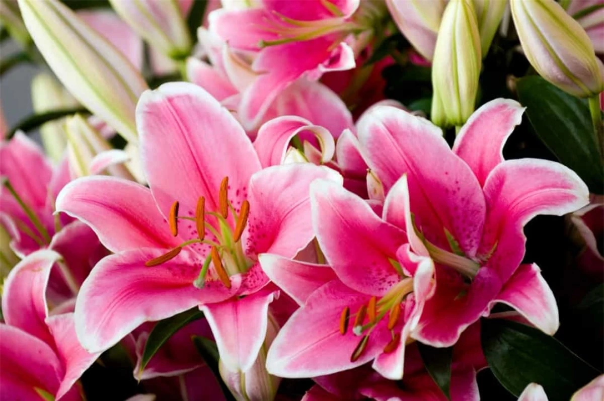 Hoa Ly: Hoa ly tượng trưng cho sự thuần khiết, lòng đam mê và sự tái sinh.