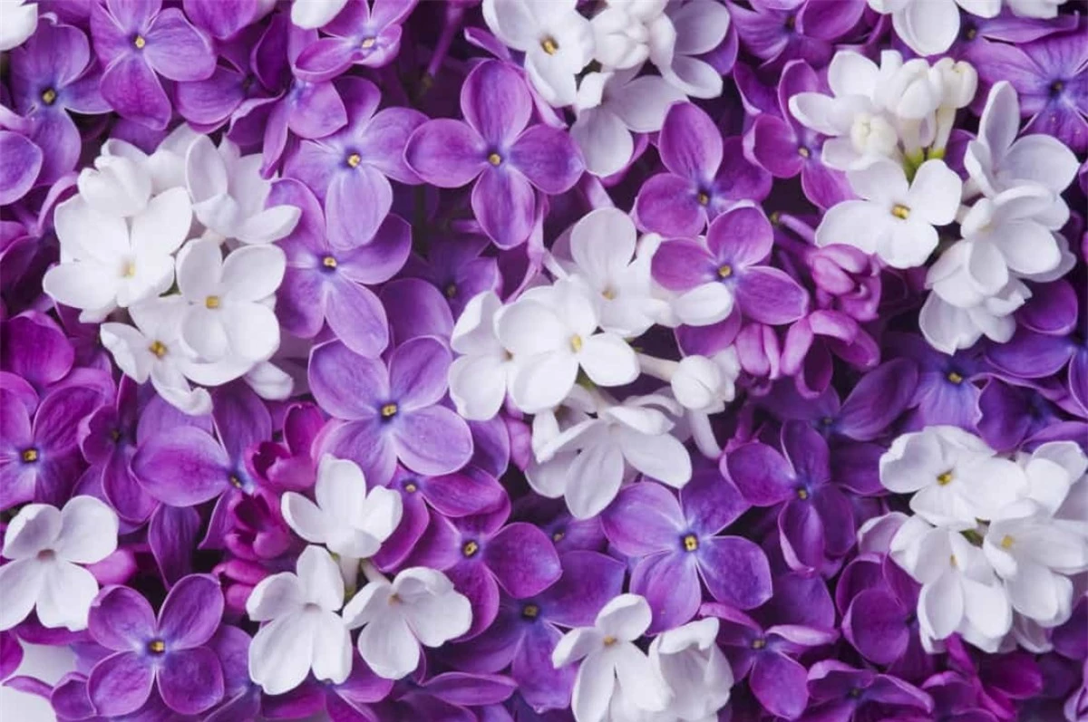 Hoa tử đinh hương: Là loài hoa báo hiệu mùa xuân, loài hoa này tượng trưng cho sự thay đổi, nhưng đồng thời cũng mang ý nghĩa về sự hoài niệm và những ký ức khó phai.