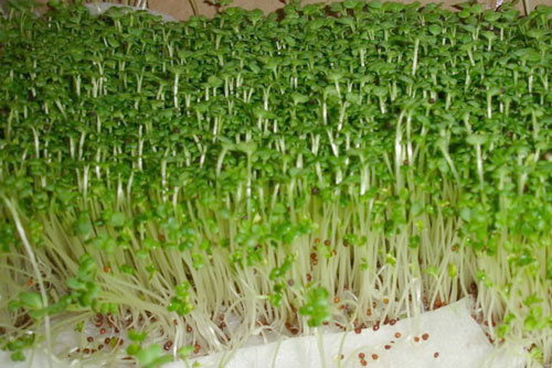 Hướng dẫn cách trồng rau cải mầm tươi, ngon