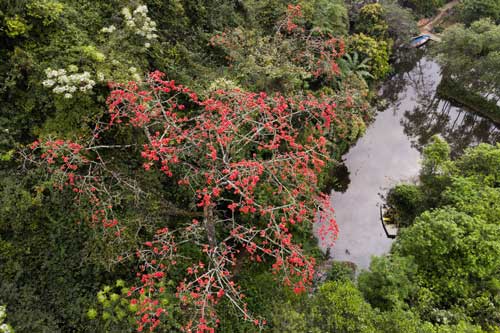'Nao lòng' trước vẻ đẹp của hoa gạo cổ bung sắc tại chùa Hương